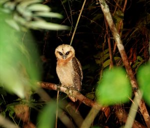 Owl on the night drive