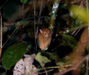 Tarsier on night drive - world's smallest monkey 