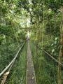World's longest Treetop canopy