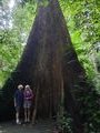 Tapang tree - one of the tallest tropical tree species