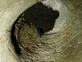 a small bird peeking out of his nest inside Deer Cave