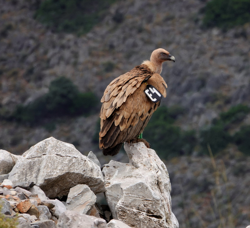 Griffon vulture?