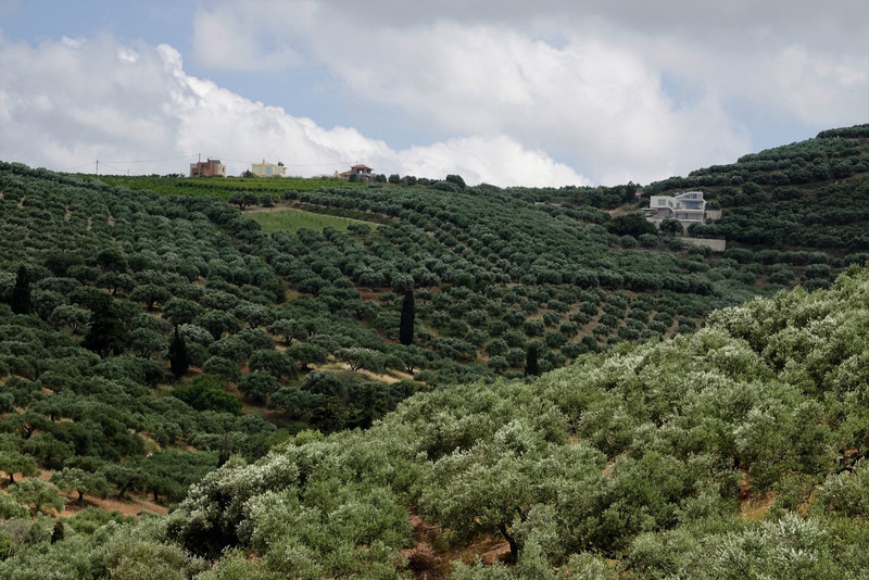 So many olive trees!