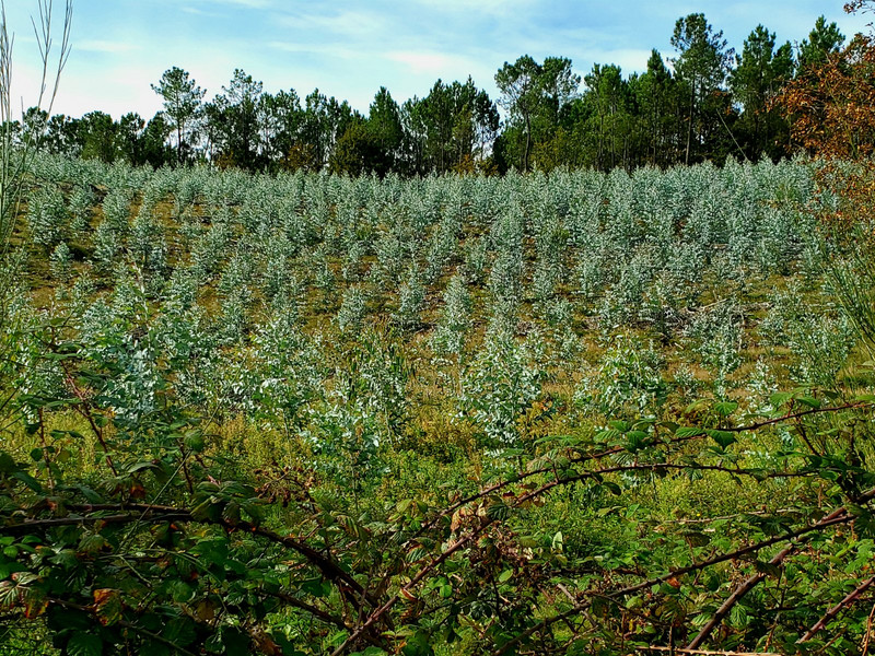 Eucalyptus plantation 
