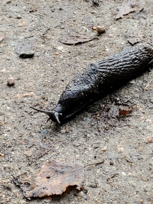 Now that's a slug