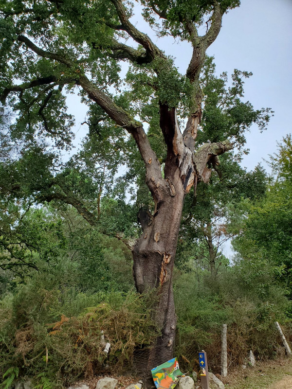 Old cork tree