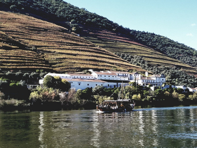 Many vineyards along the Douro river 