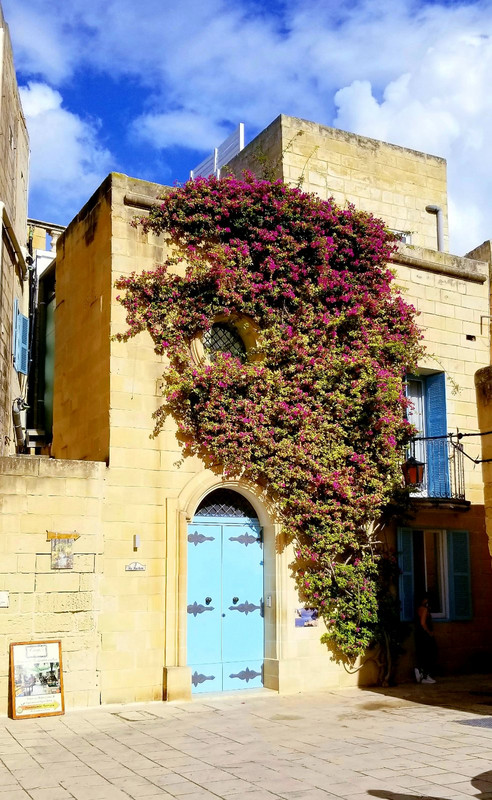 Beautiful bougainvillea in the streets of the Mdena 