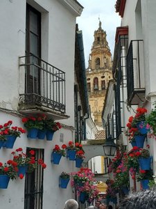 Cordoba flower street 