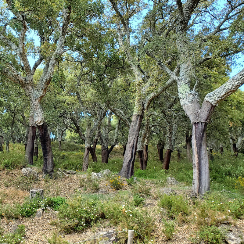 Cork trees that have been harvested 