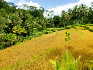 Rice fields at Gunung Kawi Temple