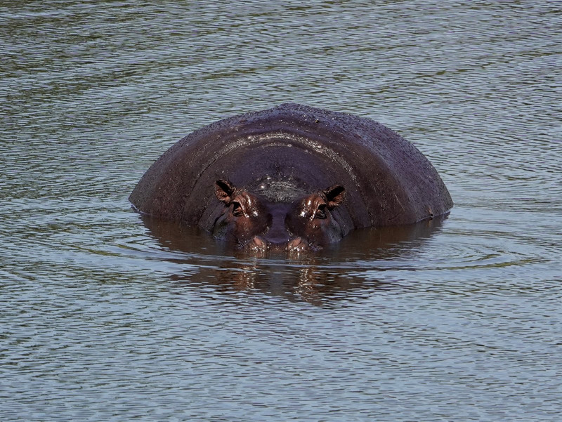 Hippo as we saw them so many times in the water