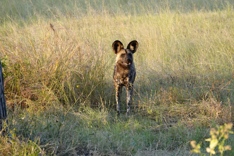 Rare Wild African Dog  - these are very hard to find!