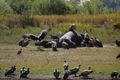 Dead hippo with hundreds of vultures