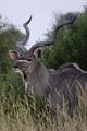 Beautiful male Kudu