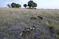 African wild dogs regrouping after losing their chase