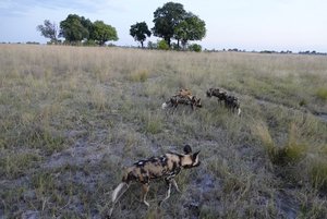 African wild dogs regrouping after losing their chase