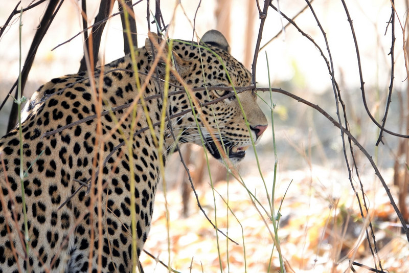 Just as we are leaving Chobe NP - this beautiful leopard