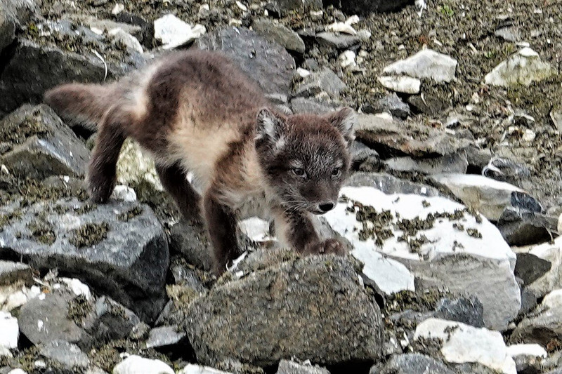 Our first Arctic fox sighting