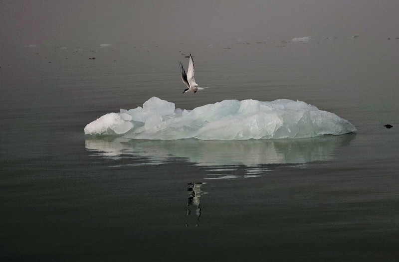 Arctic Tern