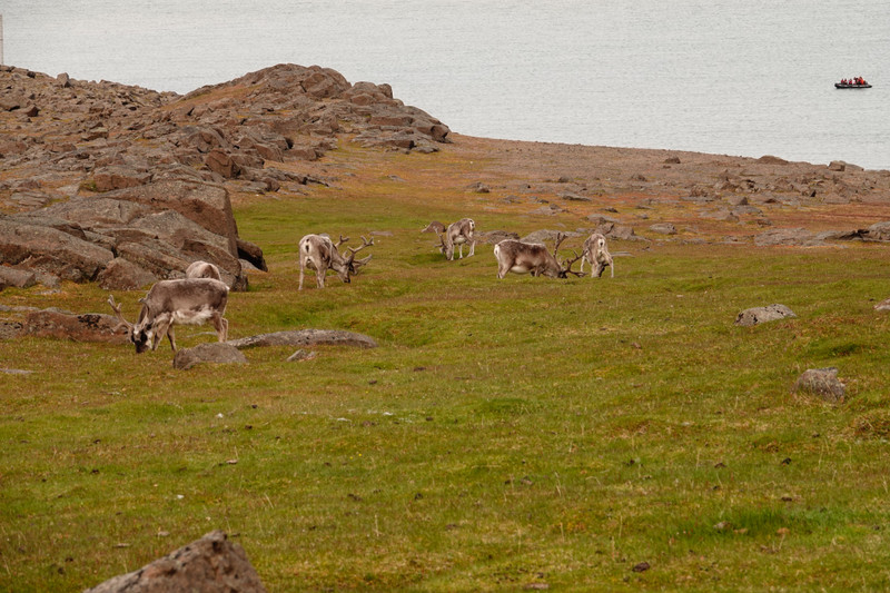 Herd of reindeer on the hills above the walruses