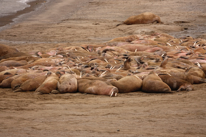 'Ugly of walrus' - what a group of them are actually called!