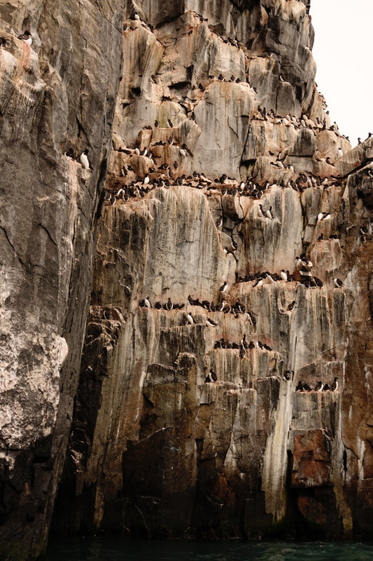  Alkefjellet - Guillemots nesting spot