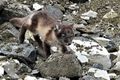 Our first Arctic fox sighting