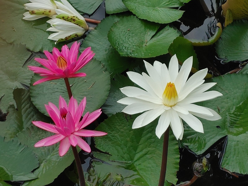 More water lilies