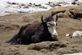 Dzo - yak cow cross breed