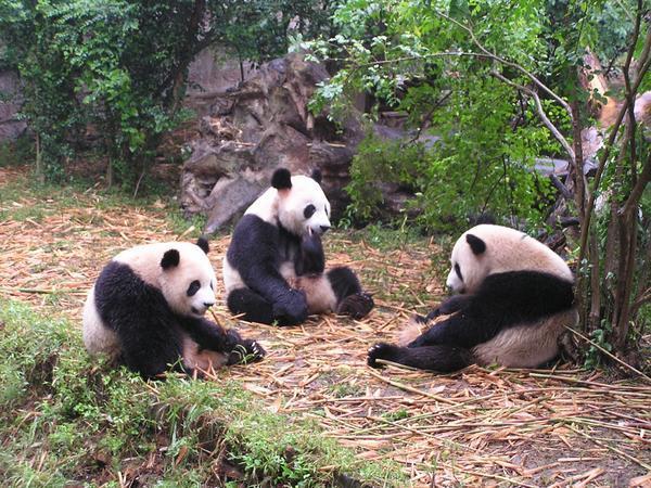 Pandas at lunch