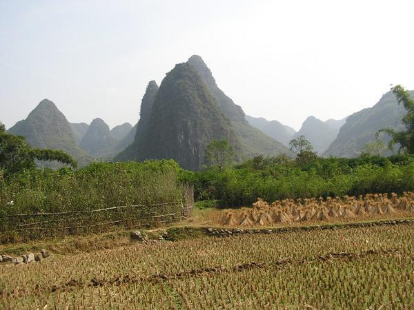 Rice fields along the river
