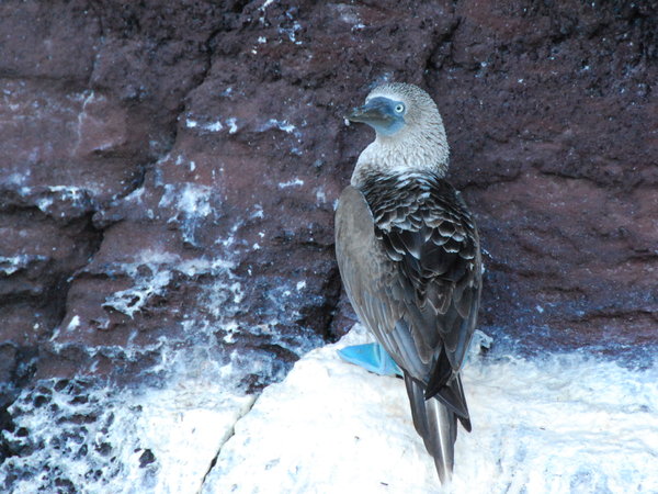    Blue Footed Booby     