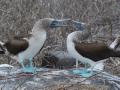 Blue Footed Boobys