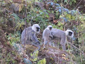 Langure  Monkeys