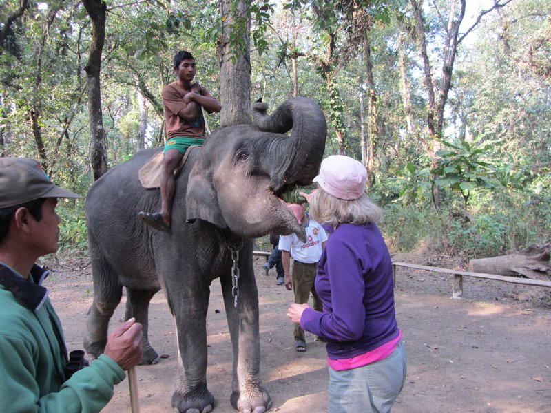 Feeding the elephant a cookie