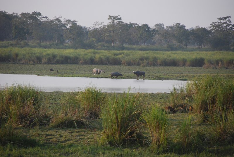 Kazaranga National Park
