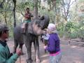 Feeding the elephant a cookie
