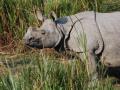 My best rhino shot!