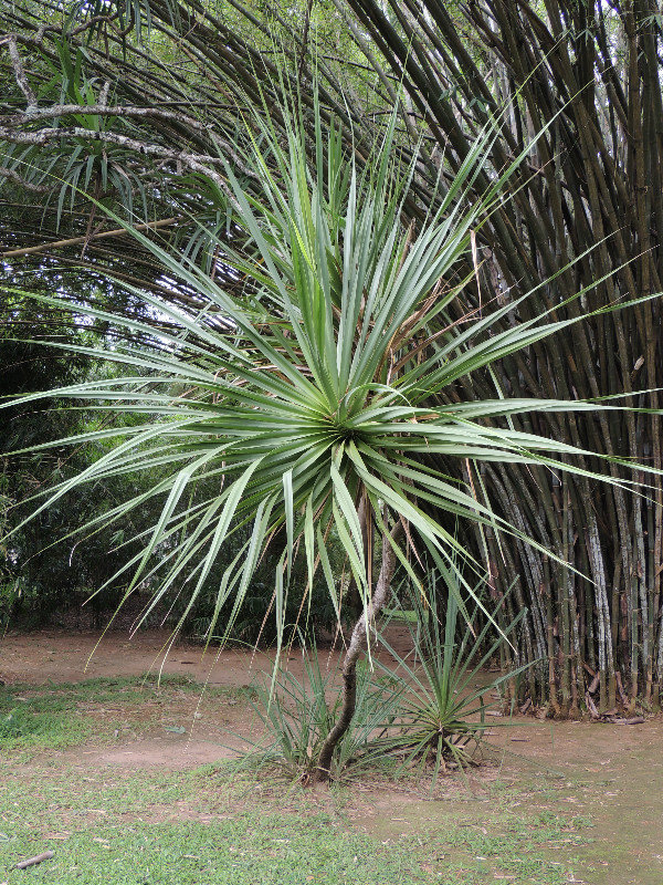 Interesting palm tree