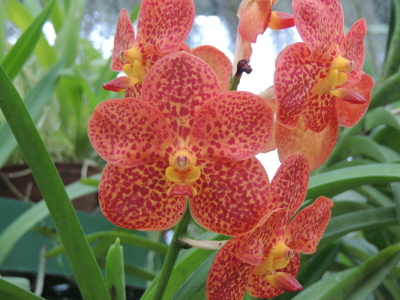 Bautiful orchid
