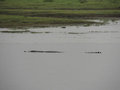 These crocodiles were huge!