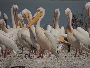 Pelicans at Bahir Dar