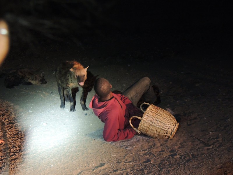 Hyena feeding done nightly