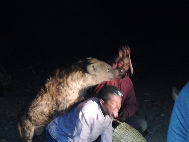 They allow the tourists to feed the hyena