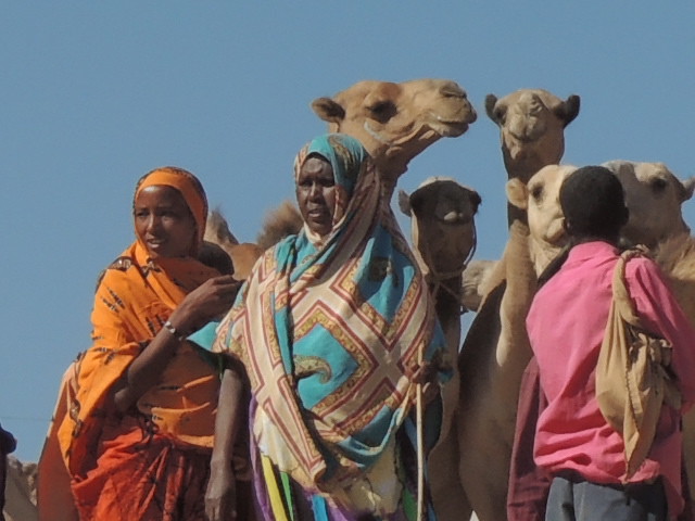 at the camel market