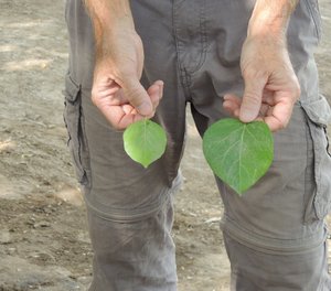 Ed showing leaf difference