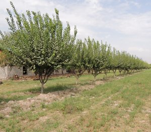 The nicest fruit orchard we visited on Thurs