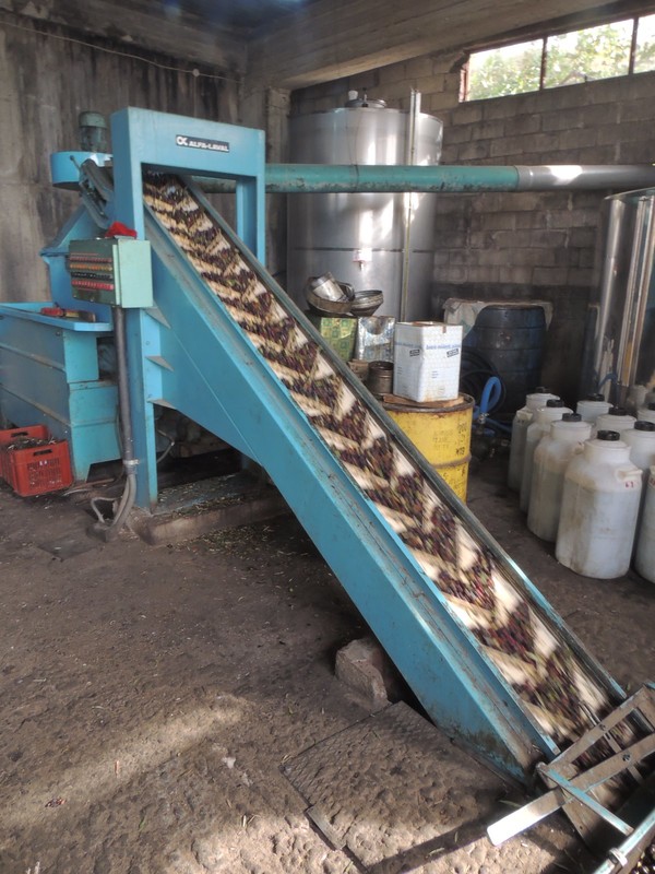 Olives being processed for olive oil