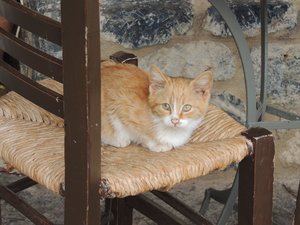 Greece has lots of cute cats!